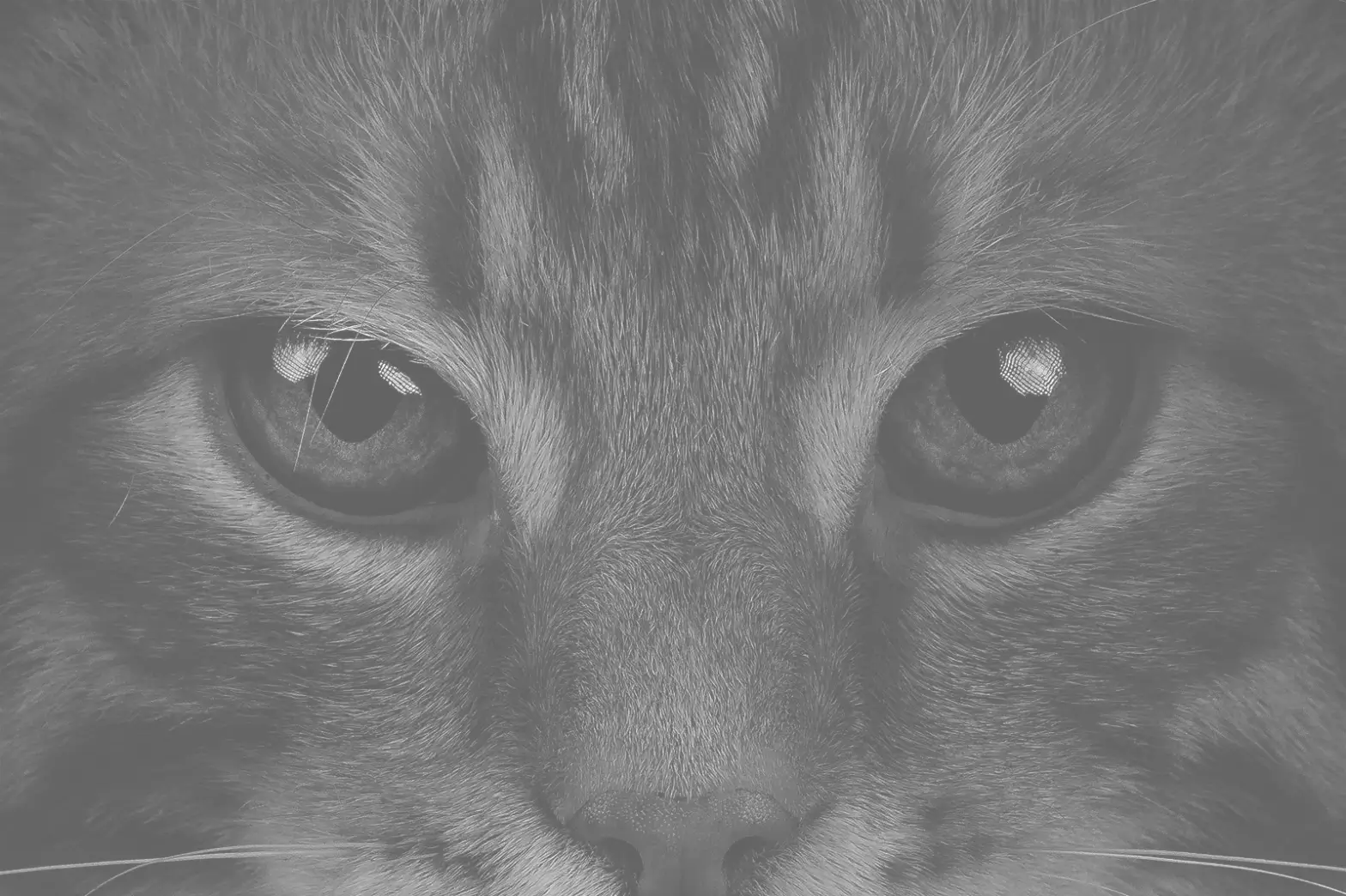 Black and white photo of cat