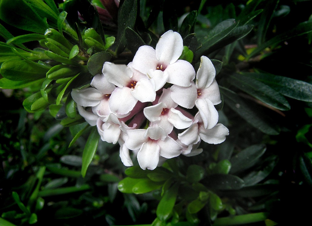 Winter Blooming Daphne (1,000 words; literary fiction)
